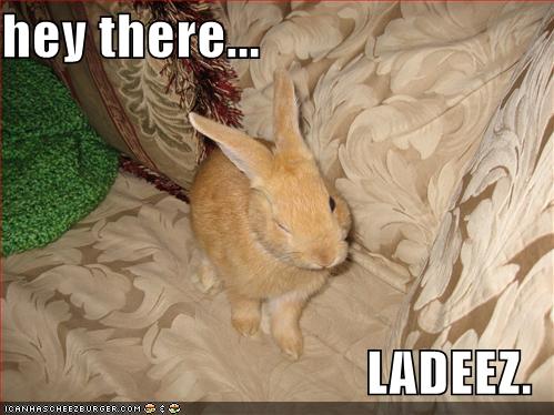 funny bunny pictures. Funny Rabbit Pictures 3